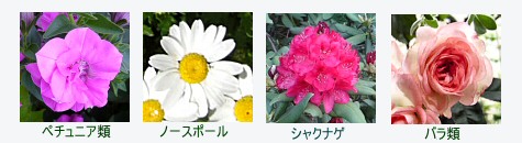 <strong>雨</strong>に弱い<strong>植物</strong>